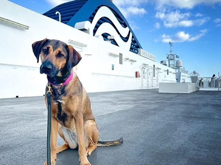 Hond aangelijnd op het buitendek van een veerboot