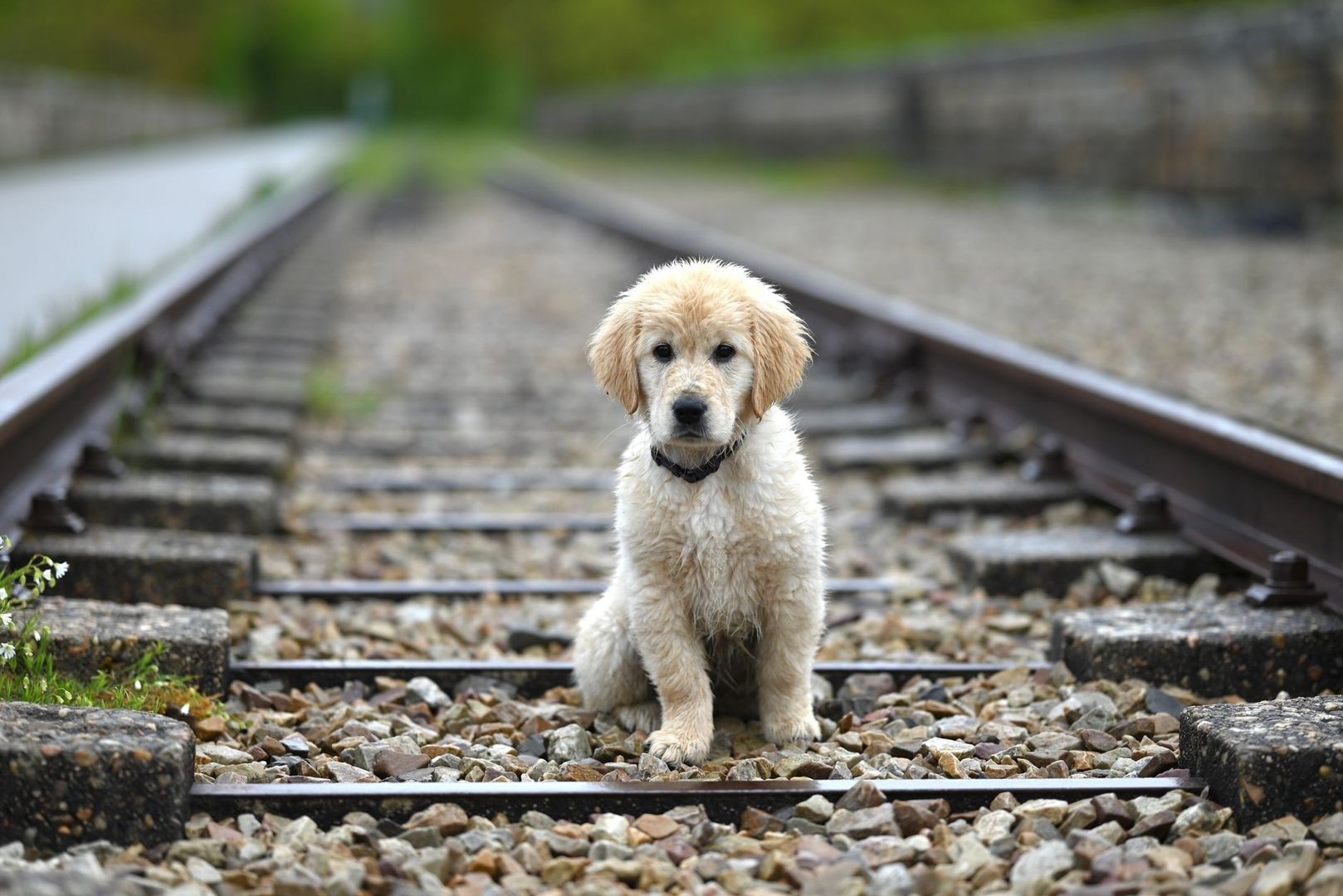 Gouden retrieverpuppy zit op de rails van een spoorlijn